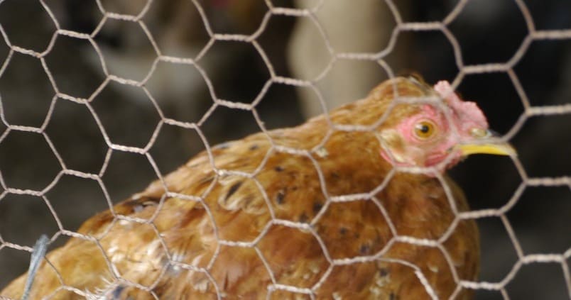 gallina-jaula-ave