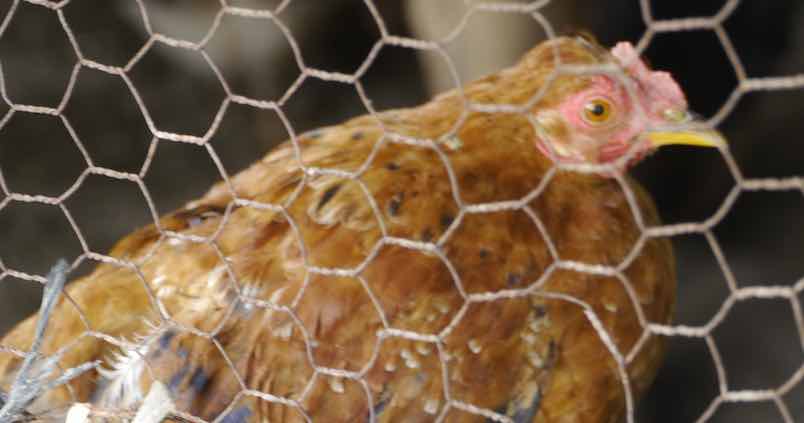 gallina-jaula-proyecto