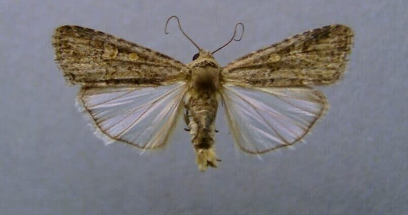 Autorización excepcional de fitosanitarios contra el gusano soldado en el pimiento de invernadero