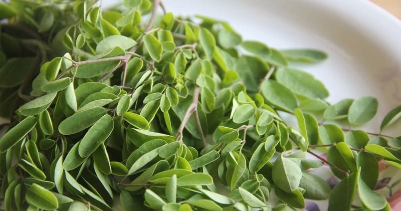 moringa-imagen-cultivo