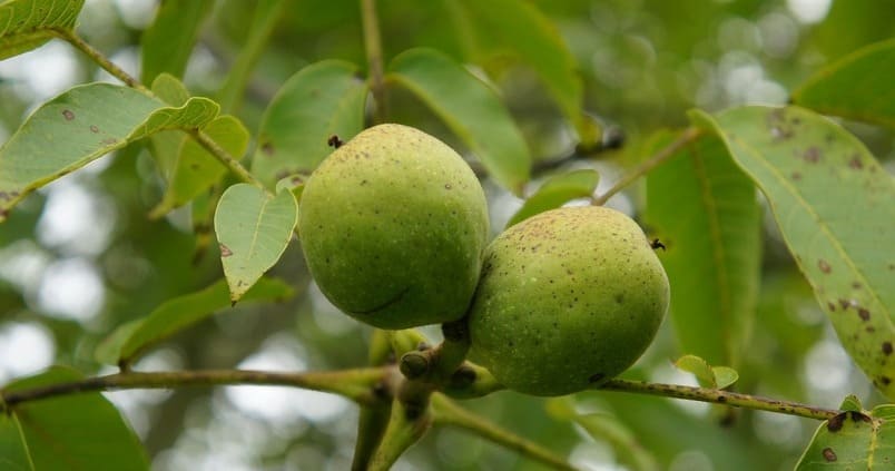 Los agricultores se rinden a los cultivos leñosos: aumenta un 0,7% su superficie en el último año