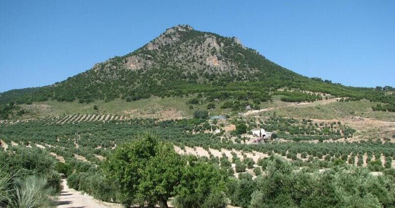 ¿Quieres contratar el seguro del olivar? Esto te interesa