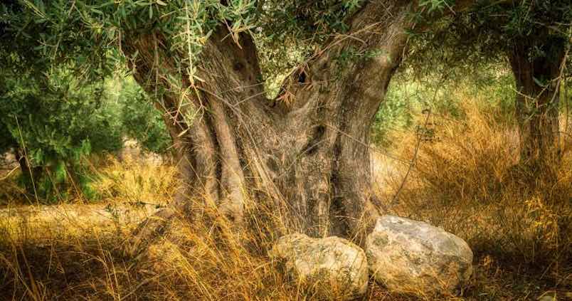 El ‘guardián de las esencias’ del olivar mundial está en Córdoba