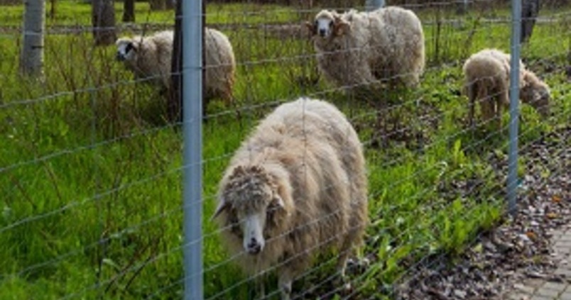 ‘Salvando’ a la churra lebrijana con un innovador uso como «biosegadoras»