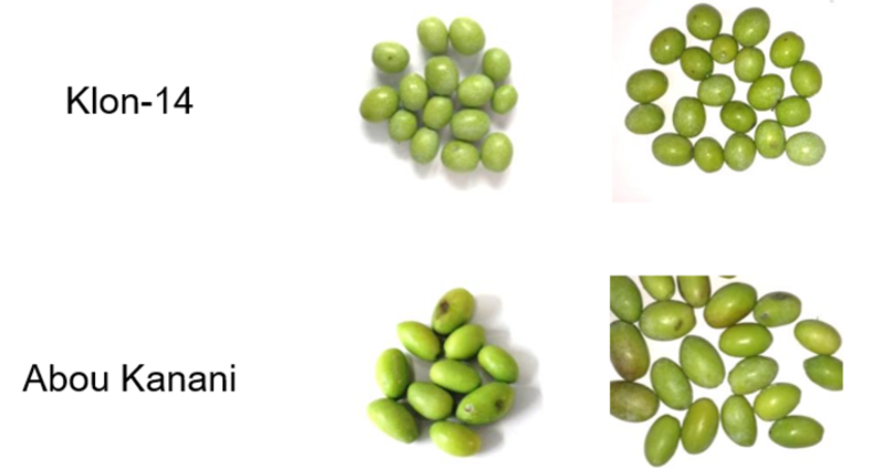 Descifran el genoma de la aceituna: estos son los genes implicados en la calidad y duración del aceite