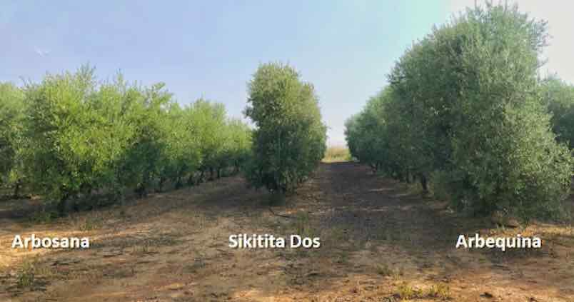 Estas son las variedades que marcarán el paso del olivar superintensivo