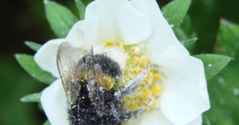 Abejorros para portar soluciones microbiológicas y proteger a los cultivos de las plagas