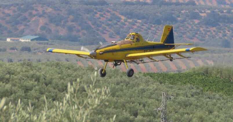 El olivar de la DOP de Baena tendrá 120 puntos control para detectar la mosca del olivo