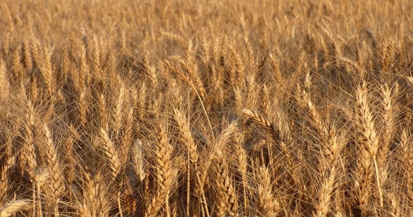 El desastre bíblico del trigo duro en Canadá