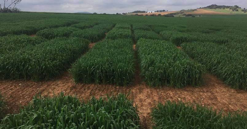 Agrovegetal rociará de innovación los cereales pienso