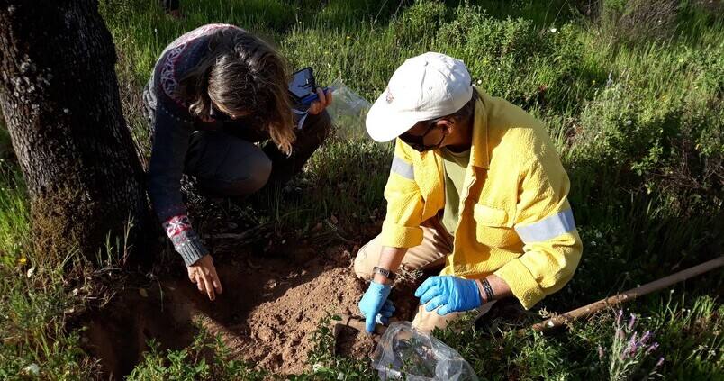 Andalucía tiene su propio ‘CSI’ para luchar contra la seca de las dehesas