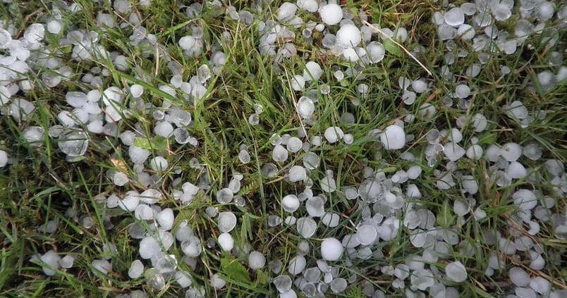 Las tormentas dañan a más de la mitad de las explotaciones de aceituna en Málaga