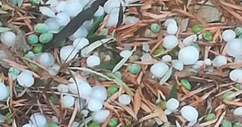 El granizo hace estragos en los olivares de la comarca de Cazorla