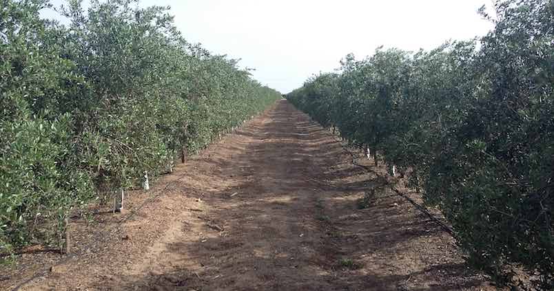La sevillana Tepro desarrollará una herramienta para gestionar el riego del olivar