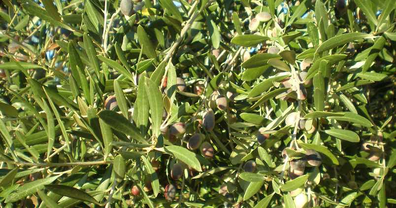 Importante para ahorrar en agua y fertilizantes del olivar: así varía la presencia de nitrógeno en las aguas regeneradas