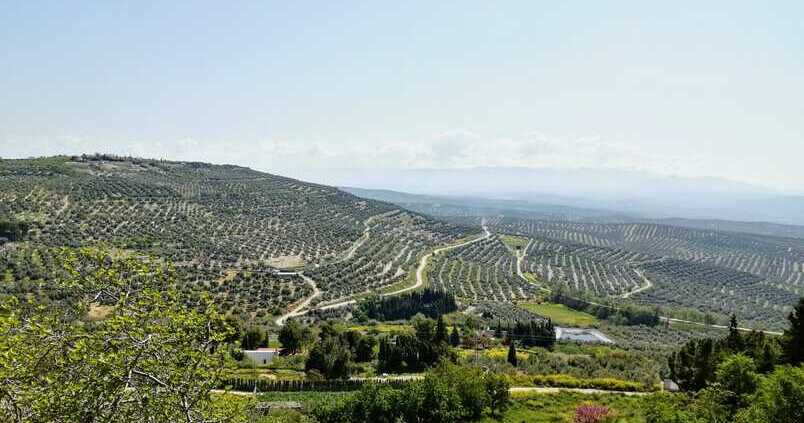 Últimos días para solicitar el seguro del olivar