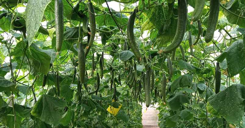 pepino-invernadero-almeria