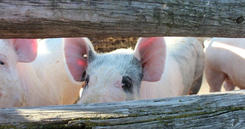 porcino-cerdo-granja