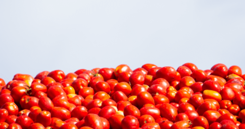 tomate-marismas-lebrija