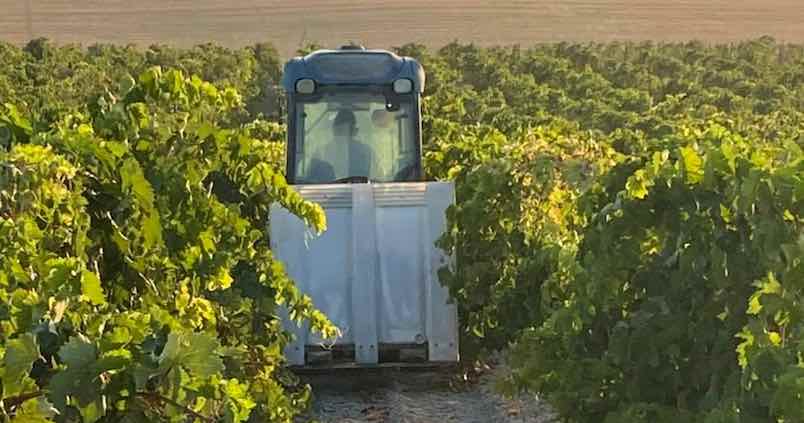 Los caldos andaluces se tiñen de innovación: las bodegas apuestan fuerte tras esta vendimia