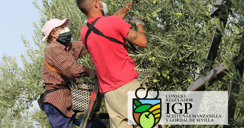 verdeo-igp-manzanilla