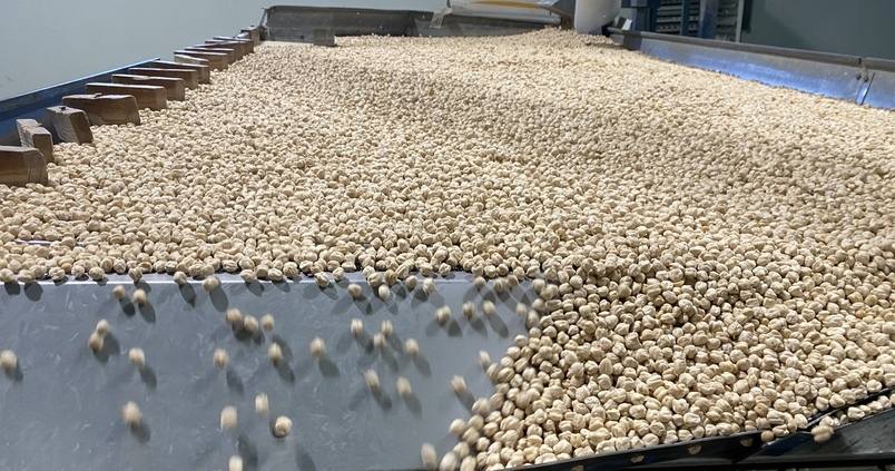 Garbanzo-Escacena-Igp