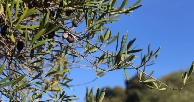 antracnosis-olivo-enfermedad
