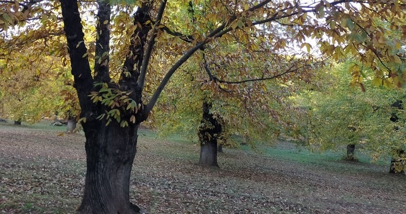 Crean en Huelva una plataforma en defensa del castañar