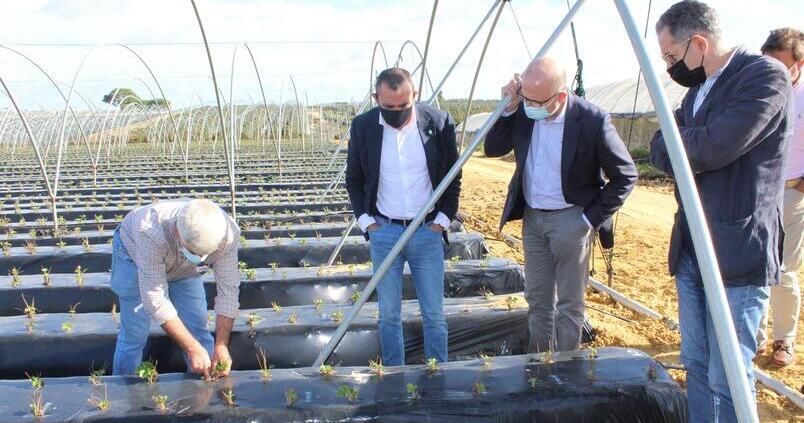 El sector fresero pide soluciones: necesitan productos autorizados para desinfectar los suelos