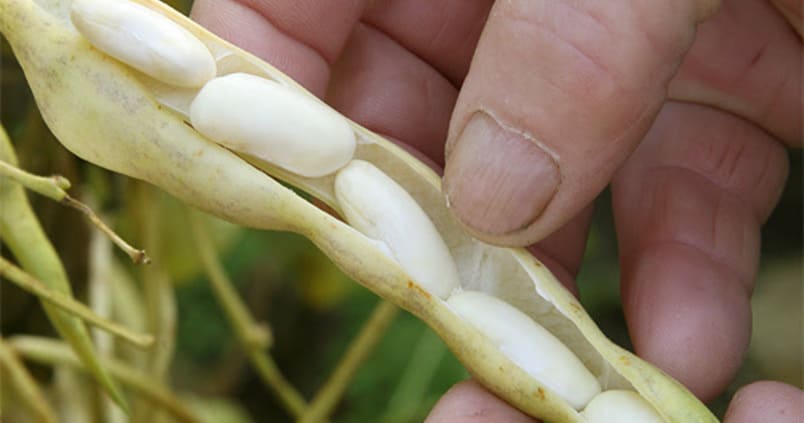 legumbres-upa-produccion