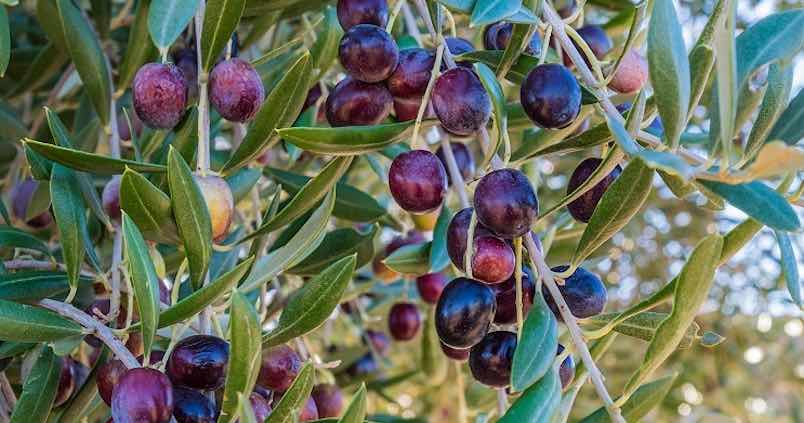Nueva tecnología para concretar qué cantidad de abono necesita cada olivo