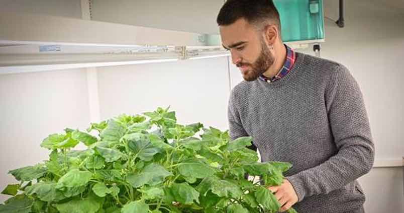 Desarrollan plantas capaces de liberar feromonas sexuales para luchar contra plagas