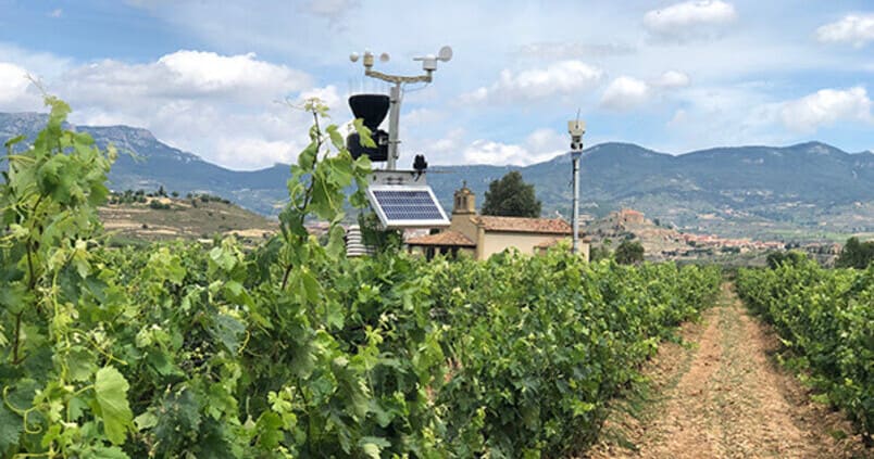 El sector vitivinícola alza la voz y pide inversiones para el viñedo español