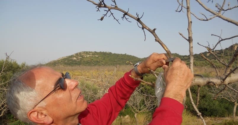 Identifican qué almendros resisten mejor a las peligrosas ‘aflotoxinas’, unas toxinas muy perjudiciales
