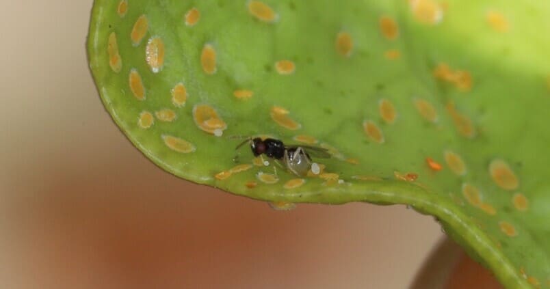 Una avispa sudafricana, la solución para salvar a los cítricos onubenses del letal HLB