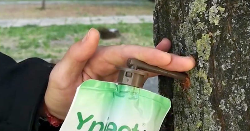 El boom de la endoterapia: el método «revolucionario» para vacunar a los árboles contra las plagas y enfermedades