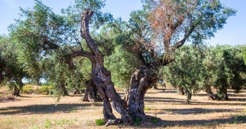 xylella