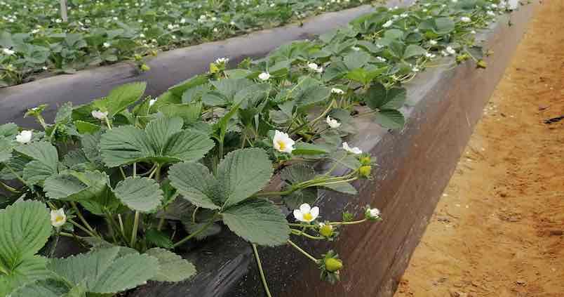 Los regantes de Palos de la Frontera, en un sinvivir por la sequía y sus consecuencias económicas