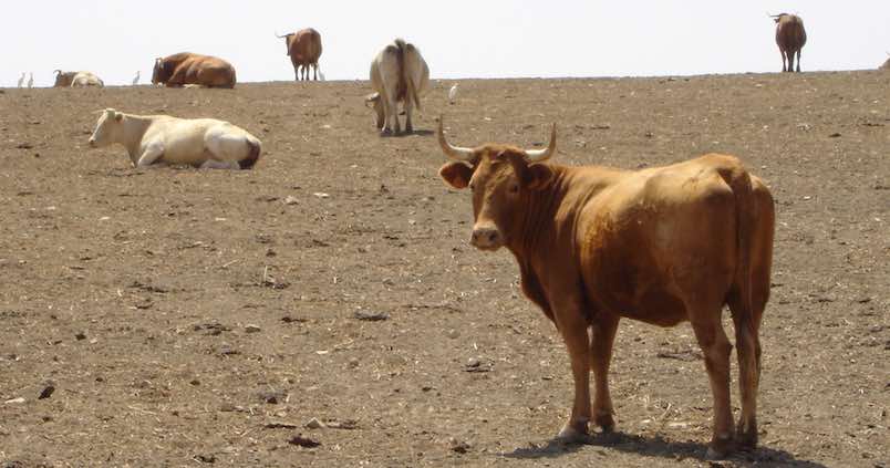 ganado-coag-sequia