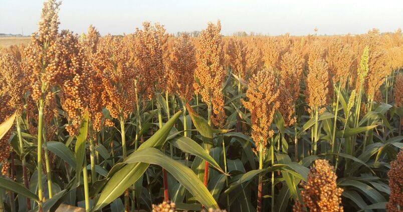 El versátil cereal que «resiste» a la sequía y tiene precios similares al maíz