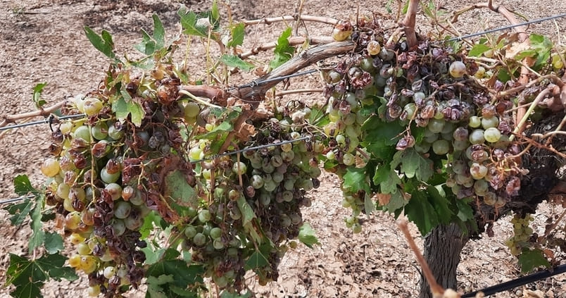 Agroseguro cierra 2021 como el segundo año con mayores indemnizaciones de su historia