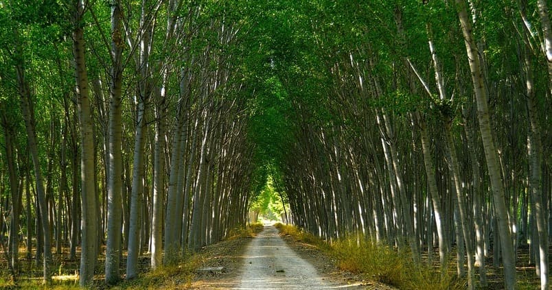 Crean en Granada la primera asociación española del sector del chopo
