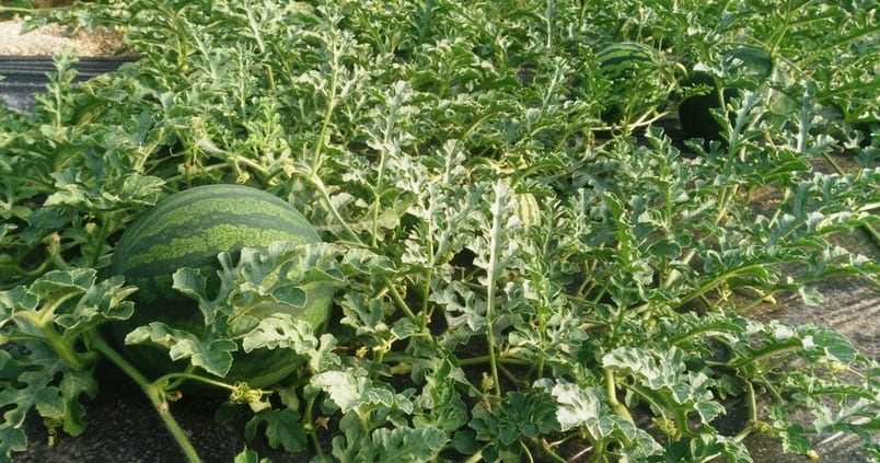 Alerta en Almería: la cosecha de melón y sandía se reducirá «más de un 30%»