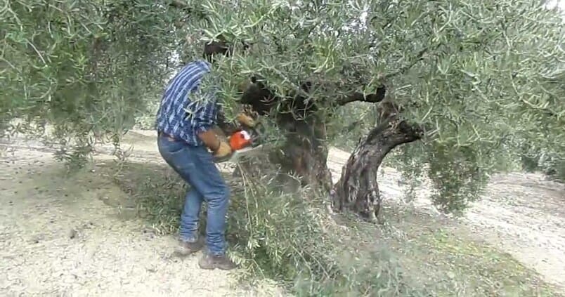 El sector agrario de Jaén, en plena negociación del convenio del campo