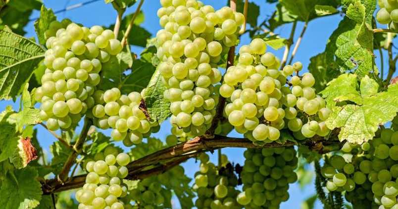 El Ifapa trabaja por un campo más moderno y productivo