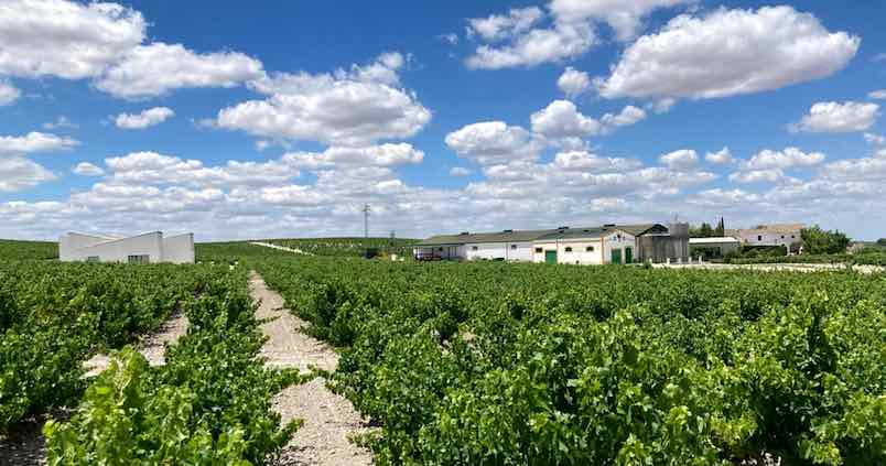 Crisis del vino: el sector exige ayudas económicas para el arranque de viñedos