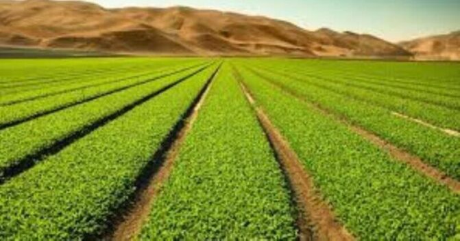 «Adoptar» un árbol o cómo innovar en los modelos de negocio agrarios