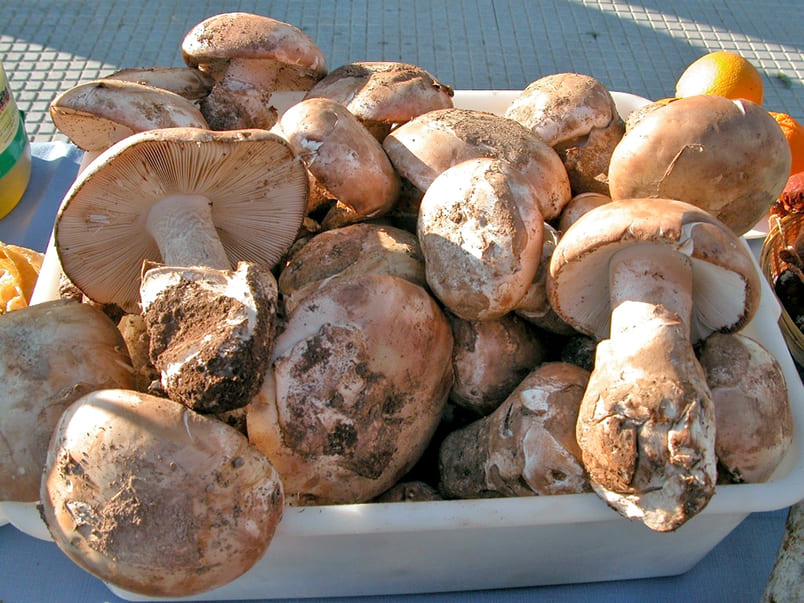 gurumelo-setas-huelva