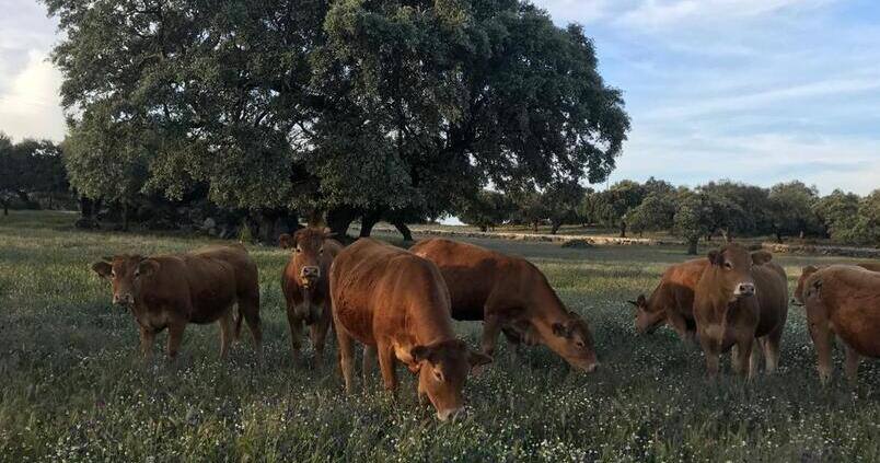 vacas-limusina-pastando