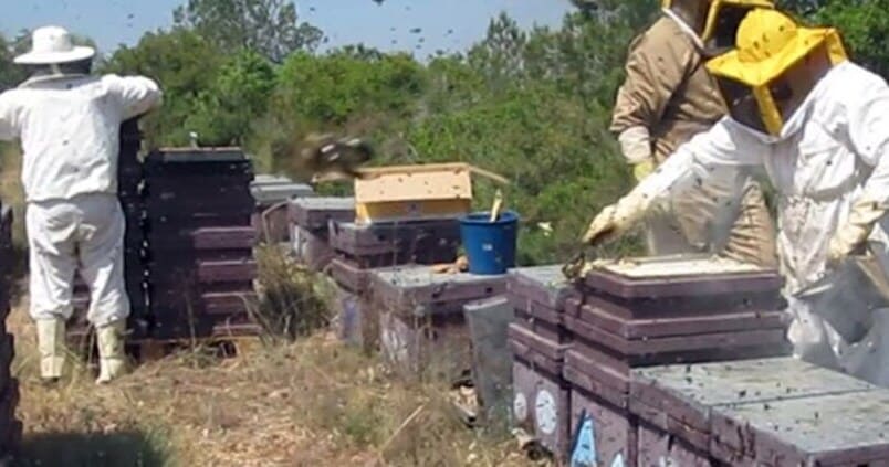 apicultura-ganaderia-apicola